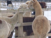 /album/alpies/adults-kissing-jpg/